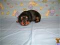 Dachshund